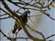 Green Barbet (Cryptolybia olivacea)