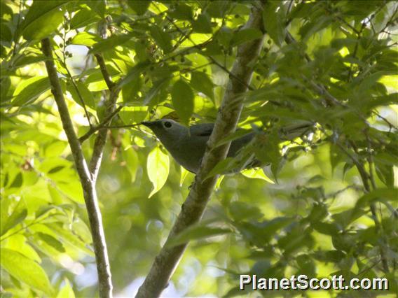 Gray Cuckooshrike (Ceblepyris caesius)