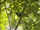Gray Cuckooshrike (Ceblepyris caesius)