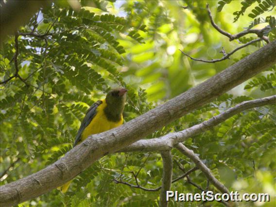 Green-headed Oriole (Oriolus chlorocephalus)