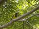 Green-headed Oriole (Oriolus chlorocephalus)