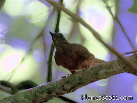 Red-tailed Ant-Thrush (Neocossyphus rufus)