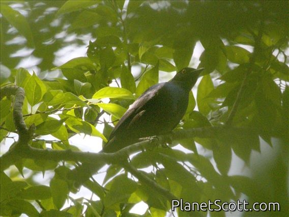 Waller's Starling (Onychognathus walleri)