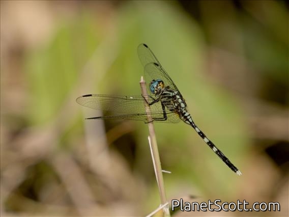 Skimmer (Orthetrum sp)