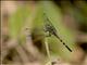 Skimmer (Orthetrum sp)