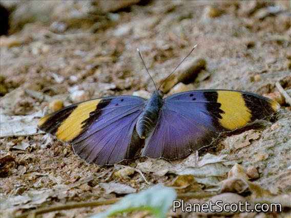 Gold-banded Forester (Euphaedra neophron)