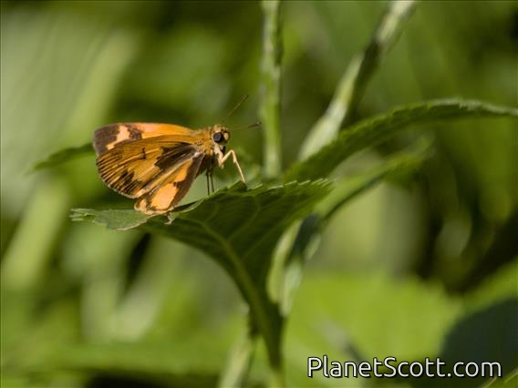 Axehead (Acada sp)