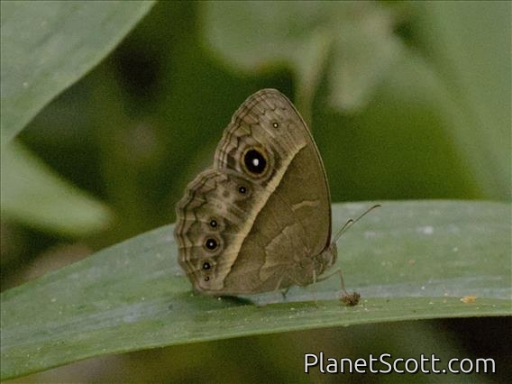 Common Bush Brown (Bicyclus safitza)