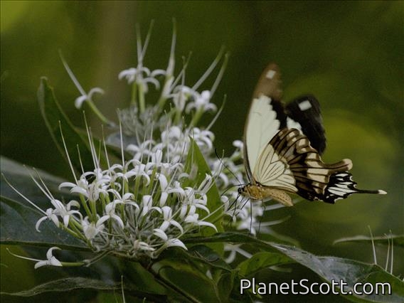Mocker Swallowtail (Papilio dardanus)