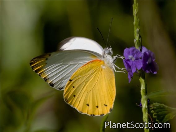 False Dotted Border (Belenois thysa)