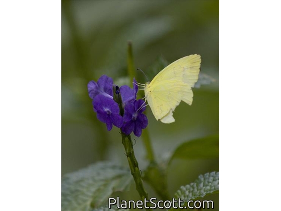 Grass Yellow (Eurema sp)