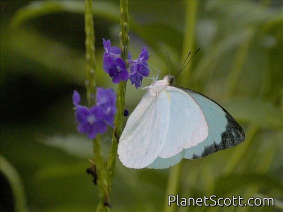 Vagrant (Nepheronia sp)