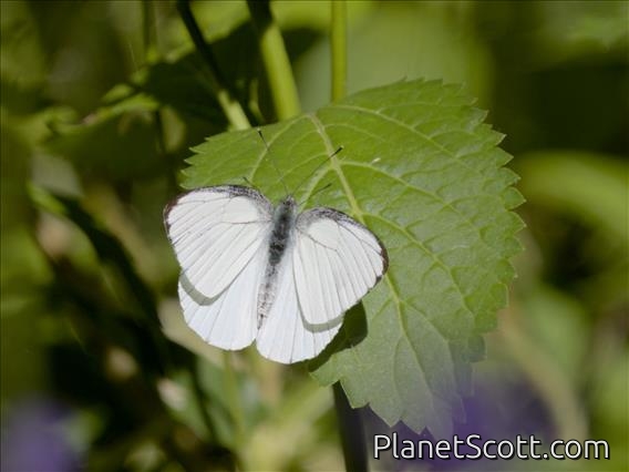 White (DIxeia sp)