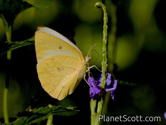 African Migrant (Catopsilia florella)