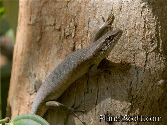 Speckle-lipped Mabuya (Trachylepis maculilabris)