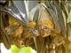 Straw-colored Fruit Bat (Eidolon helvum)