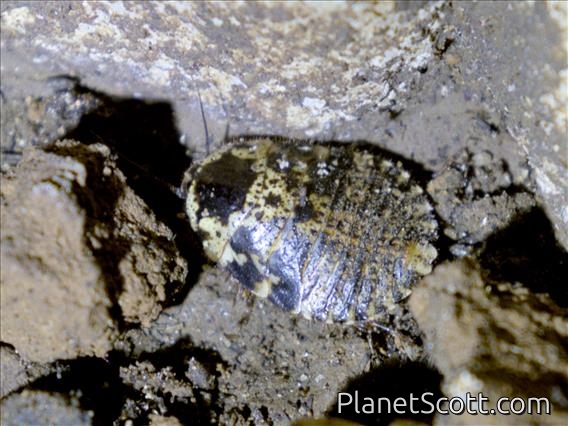 Bright Porcelain Roach (Gyna lurida)