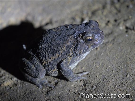 Guttural Toad (Sclerophrys gutturalis)