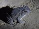 Guttural Toad (Sclerophrys gutturalis)