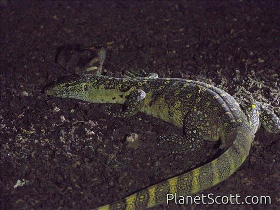 Nile Monitor Lizard (Varanus niloticus)