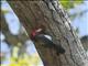 Black-collared Barbet (Lybius torquatus)
