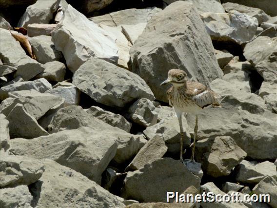 Water Thick-knee (Burhinus vermiculatus)