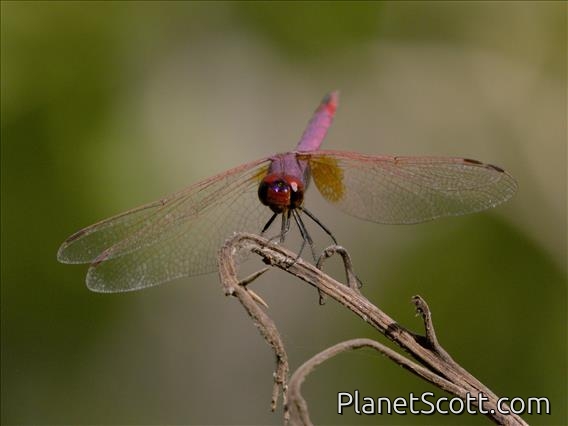 Violet Dropwing (Trithemis annulata)