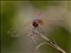 Violet Dropwing (Trithemis annulata)