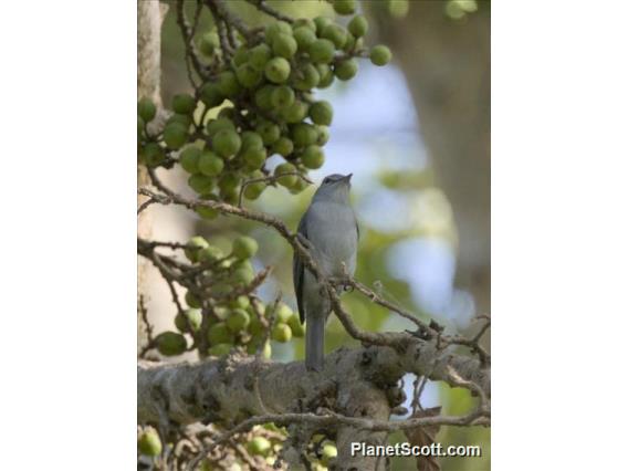 Pale Flycatcher (Agricola pallidus)