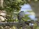 Pale Flycatcher (Agricola pallidus)
