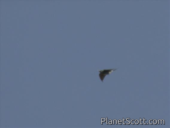 Boehm's Bee-eater (Merops boehmi)