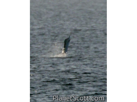 Sailfish (Istiophorus platypterus)