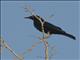Black-bellied Starling (Notopholia corusca)