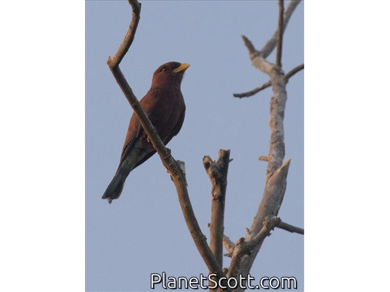 Broad-billed Roller (Eurystomus glaucurus)