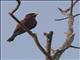 Broad-billed Roller (Eurystomus glaucurus)