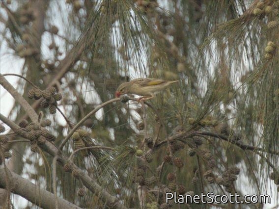 Red-billed Quelea (Quelea quelea)