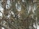 Red-billed Quelea (Quelea quelea)