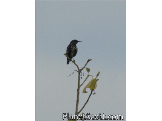 Pemba Sunbird (Cinnyris pembae) - Female