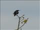 Pemba Sunbird (Cinnyris pembae) - Female
