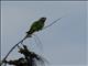 Brown-headed Parrot (Poicephalus cryptoxanthus)