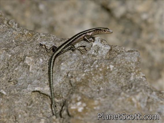 East-African Snake-eyed Skink (Cryptoblepharus africanus)
