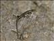East-African Snake-eyed Skink (Cryptoblepharus africanus)
