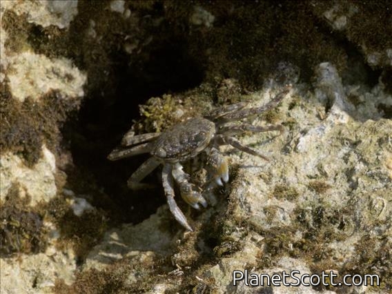 Green Rock Crab (Grapsus fourmanoiri)