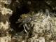 Green Rock Crab (Grapsus fourmanoiri)