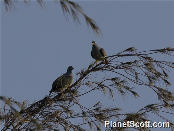 Pemba Green-Pigeon (Treron pembaensis)
