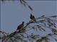 Pemba Green-Pigeon (Treron pembaensis)