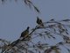 Image from 2025-02-09