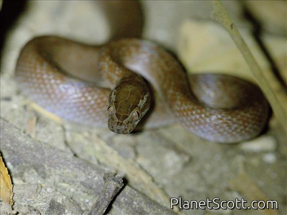 Brown House Snake (Boaedon fuliginosus)