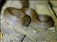 Brown House Snake (Boaedon fuliginosus)