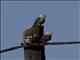 Dickinsons Kestrel (Falco dickinsoni)
